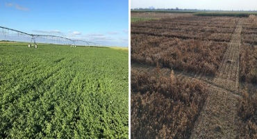 Update: Yield and Water Use of Field Peas and Chickpeas Under Irrigation