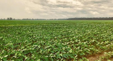 Kentucky Soybean Harvest Ahead Of Schedule, Higher Quality Despite Drought