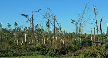 $380 Million in USDA Disaster Relief for Panhandle Timber Producers & Irrigated Crop Farmers