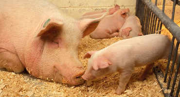 Protecting U.S. Swine Health Using A “One Health” Approach