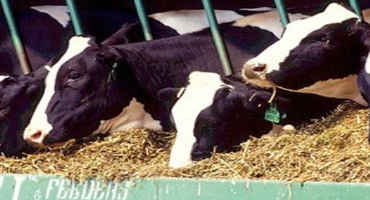 Clay as a Feed Supplement in Dairy Cattle has Multiple Benefits, According to Illinois Research
