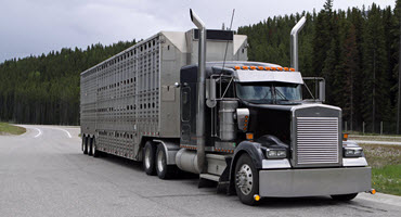 Cdn project: swine transport biosecurity