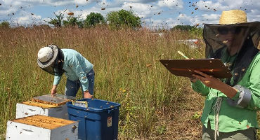 A little prairie can rescue honey bees from famine on the farm, study finds