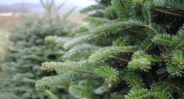 Checking in with U.S. Christmas tree growers