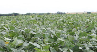High Oleic Soy Could Deliver Long-Term Demand For Farmers