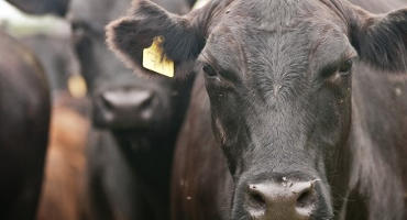 Large Placements Revealed in November Cattle on Feed Report