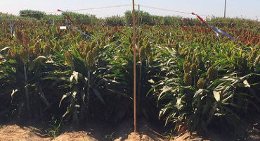 Genomic gymnastics help sorghum plant survive drought