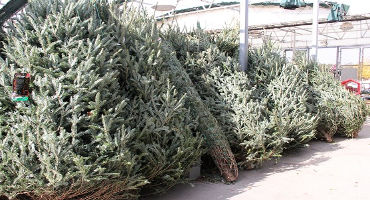 UGA Extension offers tips on how to select and maintain your Christmas tree this holiday season