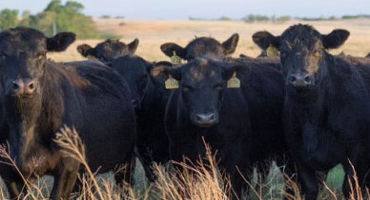 K-State beef cattle experts share considerations for retaining females in the herd