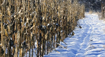 40 Percent Of Wisconsin Corn Fields Not Harvested As Winter Weather Moves In