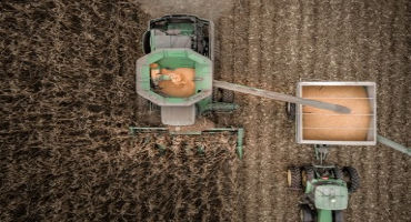 Late planting leads to wetter harvested grain