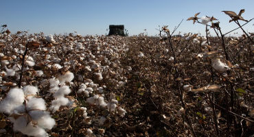 California Cotton Fields: Can Cotton be Climate Beneficial?