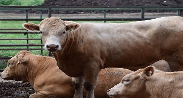 Feedlot Forum 2020 Explores Cattle Marketing Challenges and Expectations