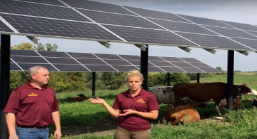 Shade and energy: solar panels used as shades in grazing pasture