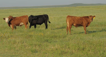 K-State beef cattle experts discuss tips for raising stocker cattle