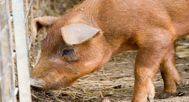 Update of African Swine Fever in Asia