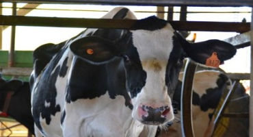 December Brings More Dairy Risk Management Deadlines