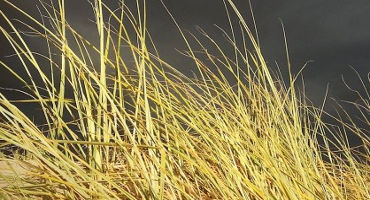 Preventing wildfires by controlling grasses