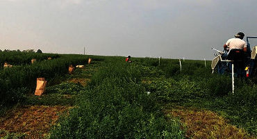 Applied Boron Did Not Increase Alfalfa Yield