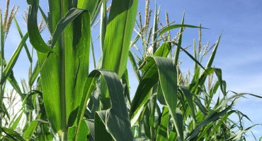 2019 Ohio Corn Performance Test: Regional Overviews