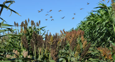 Sorghum study illuminates relationship between humans, crops and the environment in domestication
