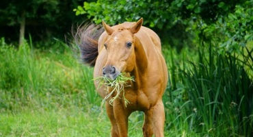 Forage options for horses