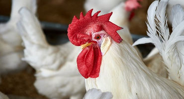 Survey for Poultry Producers