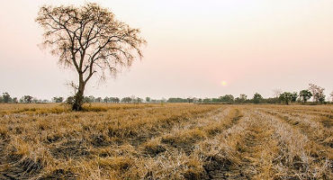 Drought impact study shows new issues for plants and carbon dioxide