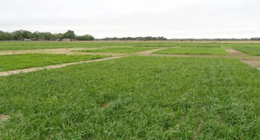 K-State researchers part of coalition focused at increasing sustainability with cover crops