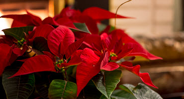 Producers protect poinsettias from pests