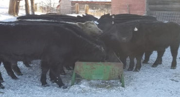 NDSU Extension Offers Advice on Feeding Low-quality Forage to Cattle