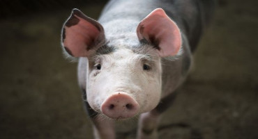 African Swine Fever 101 – Take time to really stop and think