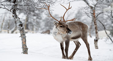 Checking in with a reindeer producer