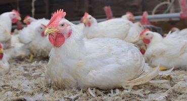 Poultry retains the top spot in MS agriculture