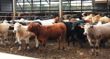 Enterprise budget tool available for feedlot producers