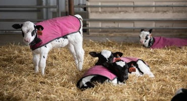 Raising calves that thrive in the winter