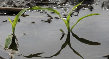 Wisconsin Corn, Soybean Crops Harvested At One Of the Slowest Paces On Record In 2019