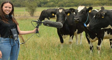 Stand out from the herd: How cows communicate through their lives