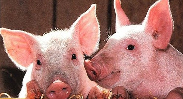 Excess leucine in pig diets leads to multiple problems, Illinois study shows
