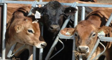 Momentum growing to add value to dairy calves with beef sires