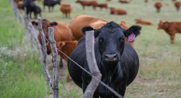 Differences Between High-, Medium-, and Low-Profit Cow-Calf Producers: An Analysis of 2014-2018 Kansas Farm Management Association Cow-Calf Enterprise – A Review