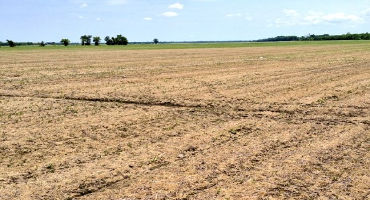 Save Money and Slow Resistance by Skipping Insecticidal Seed Treatments in Soybean