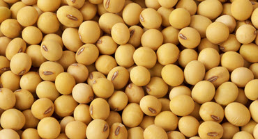 U.S. could fall to No. 2 in global soybean production
