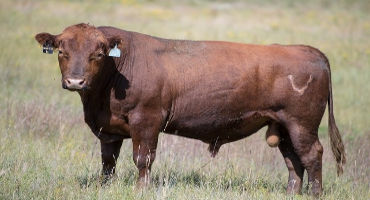 Use the Numbers (correctly) this Bull Sale Season