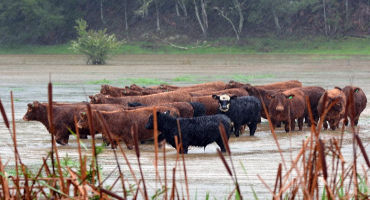 Heavy Rains and Flooding Affecting Livestock
