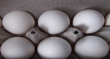 Wisconsin Egg Producers Set New Records As Demand For Cage-Free Continues