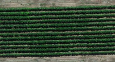 Drones effective tools for fruit farmers