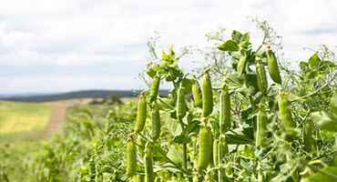 Pulse industry responds to Indian pea restrictions