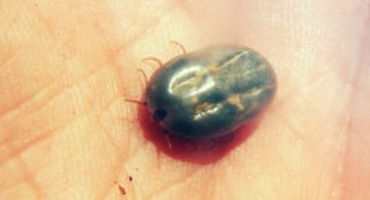 4Ry, USDA, Texas A&M AgriLife to develop innovative spraying technology for cattle fever ticks