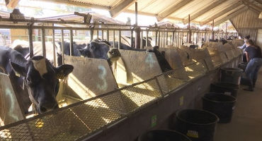 Wisconsin Loses 10 Percent Of State's Dairy Herds As Fallout From Low Milk Prices Continues